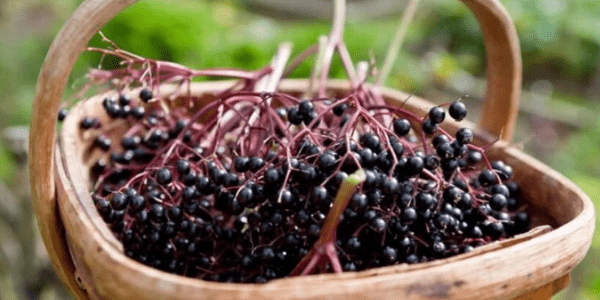 Bir C Vitamini Deposu Olarak Kara Mürver