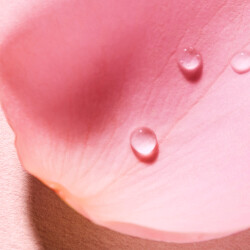 Nuxe Very Rose Parfume Sprey 100 ml - 5